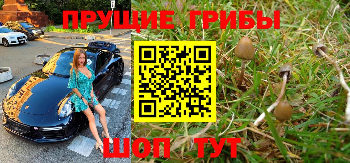 Галлюциногенные грибы Psilocybe Ржев
